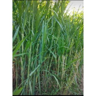 NAPIER GRASS (PAKCHONG) 12 pcs