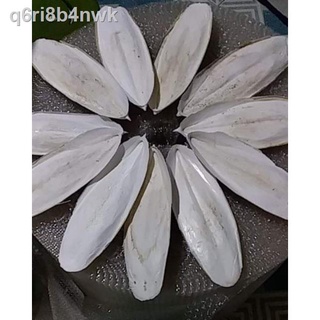 ▽✧CUTTLEBONE, Retail and budget price for pet, birds/hamster/ rabbits etc..