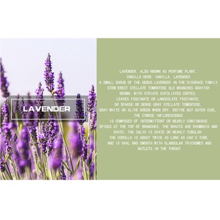 Lavender Essential Oil Aromatherapy Pure Natural To Improve Sleep Helps Relieve Stress Body Massage (9)