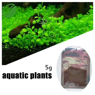 【Seeds's house】[COD]5g Bacopa monnieri aquatic plant seeds aquarium live aquatic plants (1)