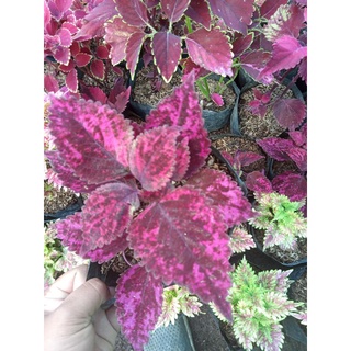 Available Mayana Live Plants for sale (Random variety)