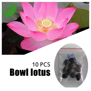 【Seeds's house】10Pcs/Bag Lotus Water Lily Bonsai Seed Garden Hobbies Multiple Colour (1)