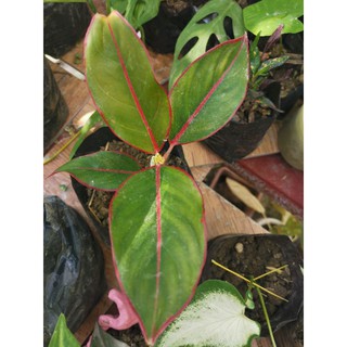 Red Siam Aglaonema or Chinese Evergreen
