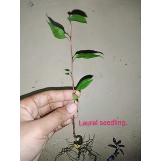Laurel Plants Lucky and Money seedlings Pampaswerte