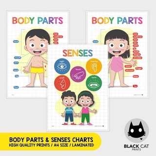 BODY PARTS & SENSES Charts (High Quality Prints / A4 Size / Laminated)