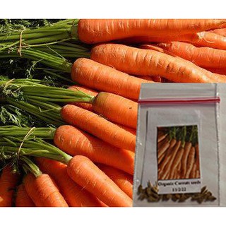 Organic Carrots Plant Seeds