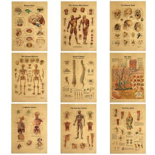 The Body Structure Skeleton Nervous System Vintage Poster Medical Decoracion Painting Wall Art Kraft Paper Posters Wall Stickers