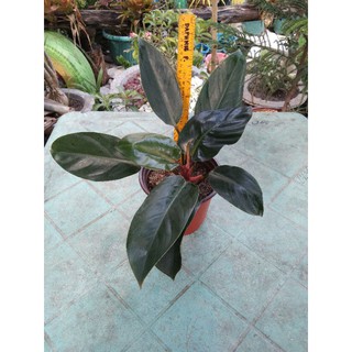 Philodendron Green Congo big size