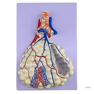 sour Human Respiratory System Anatomical Model Shows Alveoli Right Bronchial Tree