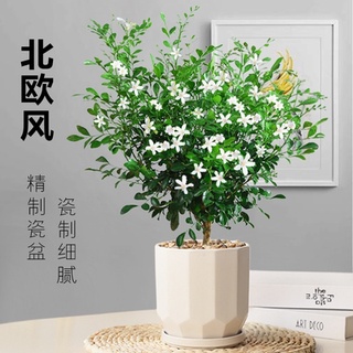 Guri incense potted plants, old piles, stumps with buds, green plants, indoor and outdoor balconies,