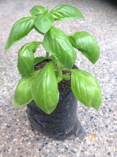 SWEET BASIL with Plant bag and soil/ Seed-50 pcs (6)