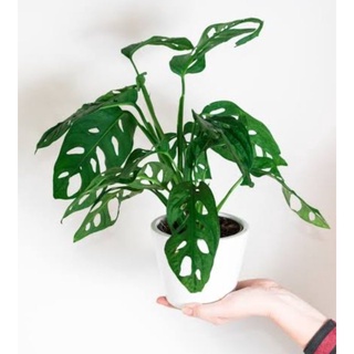 Monstera adansonii with free seeds