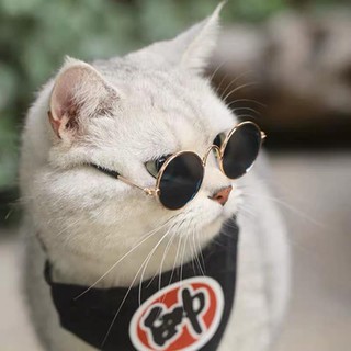 pet Eyewear。Pet Cat Glasses Cat Sunglasses Retro Cool Cat Funny Photography Props Cat with Personali