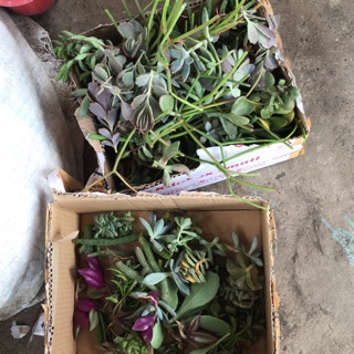 Assorted succulents cuttings ASSORTED 10 PCS, NO CHOOSING, NO REFUND, SHIP AT YOUR OWN RISK)
