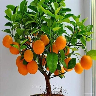 Bonsai Orange Tree Seeds, 10 Seeds ,Grow a Delicious Fruit Bearing Bonsai Tree Fruit seeds
