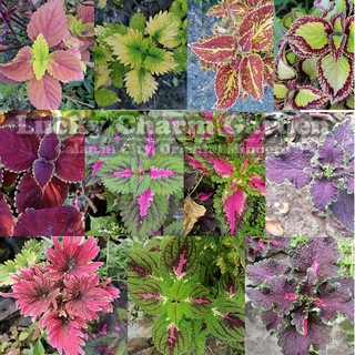 Mayana or Coleus Plant Cuttings (4-6 inches)