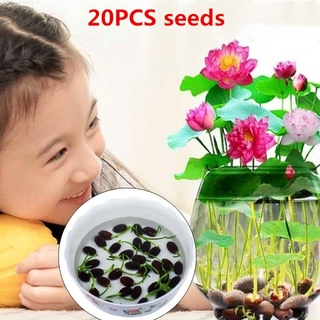 20pcs/bag Lotus water lily bonsai seed garden hobbies multiple colour