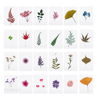 KING Mix Pressed Flower Leaves Plant Specimen Fillers for Epoxy Resin Jewelry Making