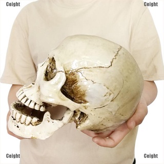 (Cei）Human Head Resin Replica Medical Model Lifesize Decoration Decorative Craft Skull