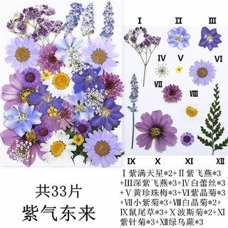 Natural Pressed Dried Flower DIY Embossed Specimen Painting Bookmarks Lamp Excellent Dried Flower Craft Decoration (7)