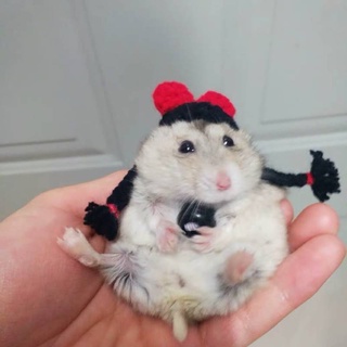 [Handmade Custom] Pet Hat Heart Mouse Hat Photography Artifact Hamster Hat Djungarian Hamster Birthday Hat pet hat hamster hat (2)
