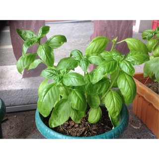 【spot goods】 ❀SWEET BASIL with Plant bag and soil/ Seed-50 pcs