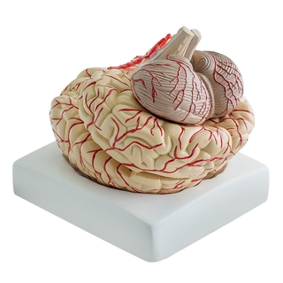 Brain Model Anatomy Professional Dissection Organ Teaching Studying Model