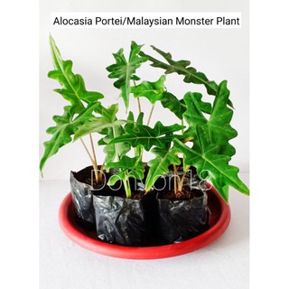 Alocasia Portei Malaysian Monster Plant (Live)