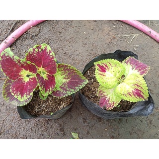 Available Mayana Live plants for sale (Random Variety)