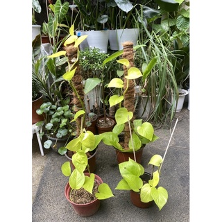 Neon Pothos Plant (Uprooted)