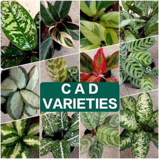 Calathea, Aglaonema and Dumbcane Varieties Air Purifier Plants