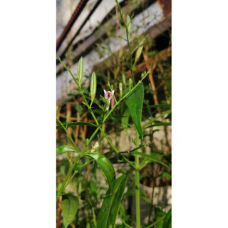 Serpentina or king of bitters herbal plant seeds