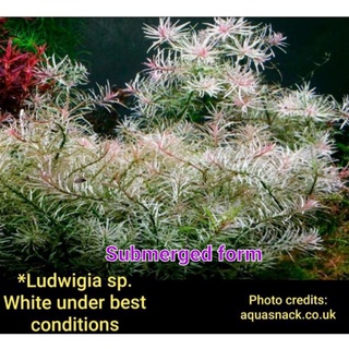 Ludwigia sp. white / pink aquatic plant for aquariums and ponds