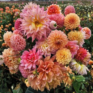 50PCS Mixed-colors Dahlia flower seeds - For Garden Decoration DL11