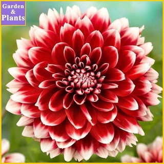 【24H delivery】Pack Dahlia Fubuki Red and White Dahlia Flower Plants Seeds for DIY Home Garden DL02