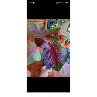 BULBS ONLY The Butterfly Caladium