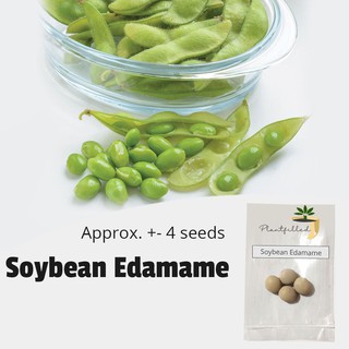 [Plantfilled] Soybean Edamame Soya Beans - Vegetable - Approx. 4 Seeds