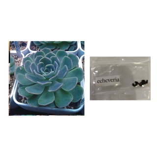 echeveria blue flat leaf succulent cactus lithops seeds