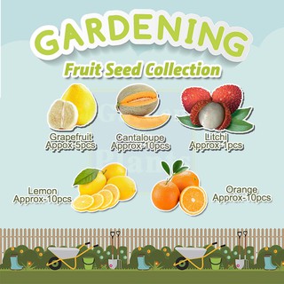 【24H delivery】Fruit Seeds Collection Set A-Grapefruit /Litchi /Orange /Cantaloupe /Lemon Seeds