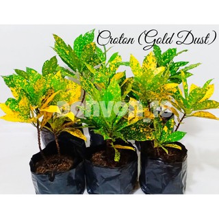 Croton plant(Gold dust)