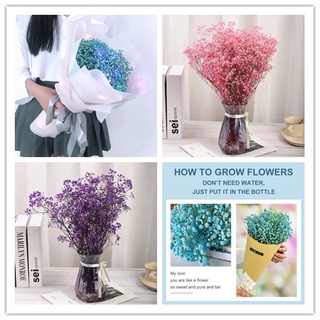 【NIUSILAND】Blue gypsophila immortal flowers in various colors