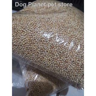 ✥❂❈Bird Seeds White Millet 1KG packaging (4)