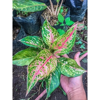 Aglaonema Pink Butterfly