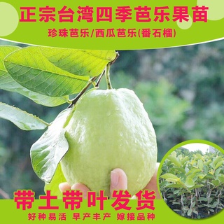 Guava Fruit Seedling Authentic Taiwan Watermelon Guava Sapling Red Heart Plain Boiled Pork Guava Sap (1)