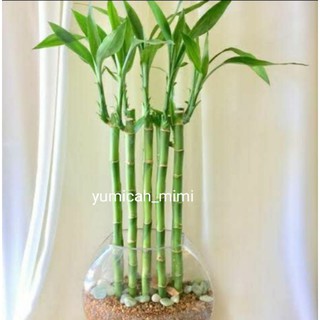 Bamboo (Dracaena Sanderiana) COD