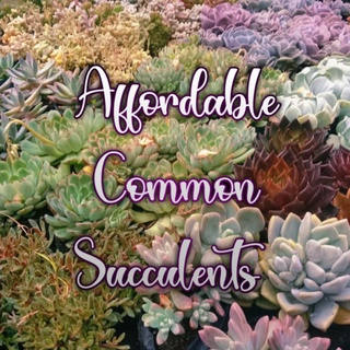Affordable Common Succulents