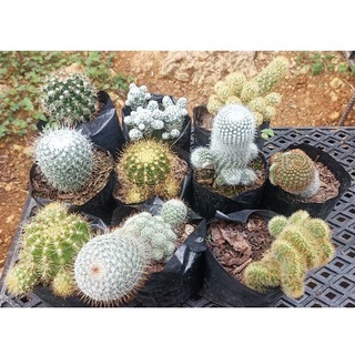 10 Pcs Cactus Set (Assorted Varieties)