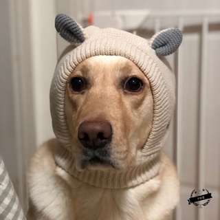 Pet HatsDog Labrador Pet Hat Labrador Winter Large Dog Cute Wool Hat Scarf Golden Retriever Big Dog