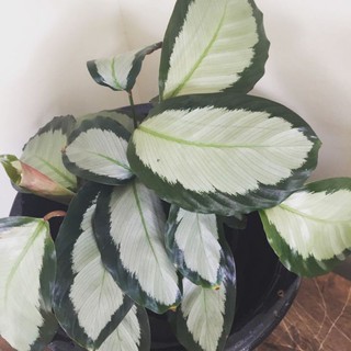 Calathea Argentea |Live/Rooted/Stable/Big|