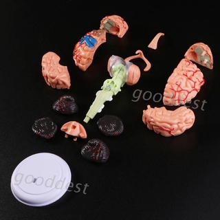△good▽ 4D Disassembled Anatomical Human Brain Model Anatomy Medical Teaching Tool Statues Sculptures Medical School Use
